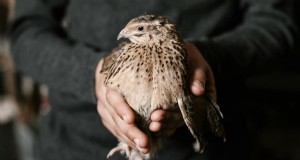 Kwartel versus kippen:voordelen en voordelen van het grootbrengen van kwartels 