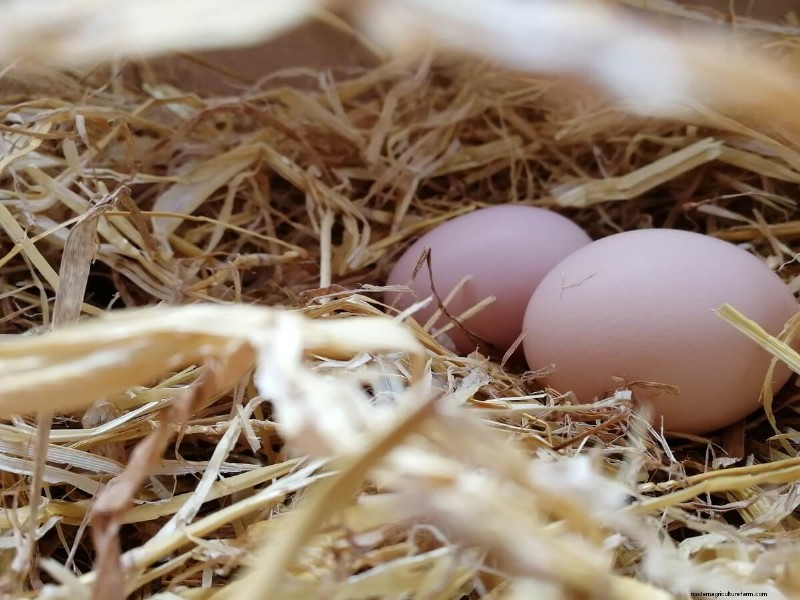 Voorkomen van het eten van eieren:oplossingen voor het verlies van kippeneieren 