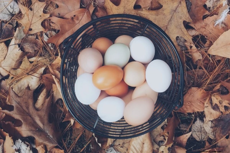 Voorkomen van het eten van eieren:oplossingen voor het verlies van kippeneieren 