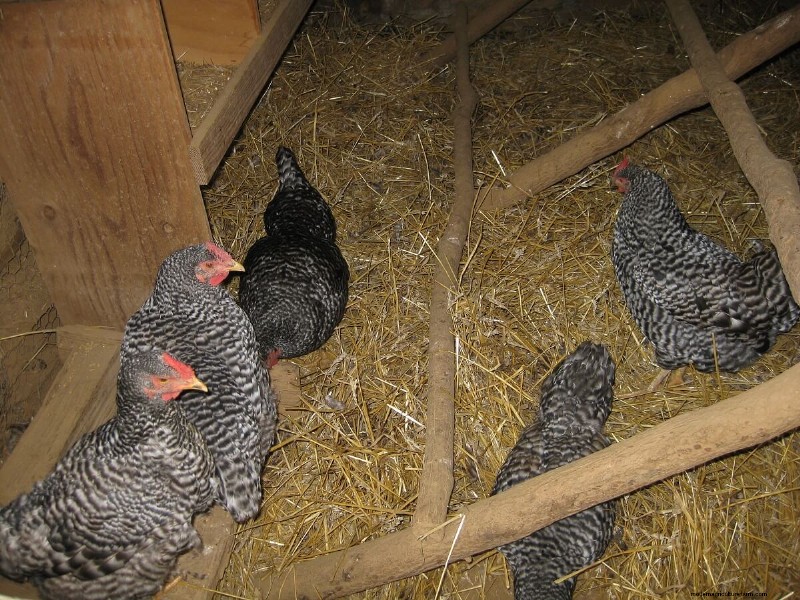 Voorkomen van het eten van eieren:oplossingen voor het verlies van kippeneieren 