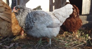 Beginnersgids voor het grootbrengen van kippen:5 essentiële antwoorden 