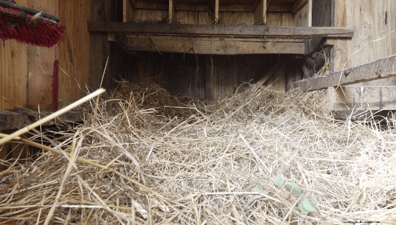 Beginnersgids voor het grootbrengen van kippen:5 essentiële antwoorden 