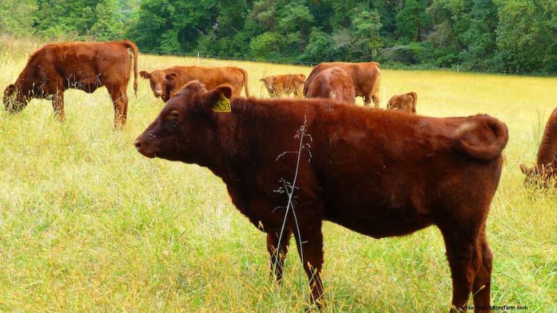 Vlees rechtstreeks van de boerderij:een gids voor het kopen van lokaal en ethisch vlees 
