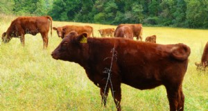 Vlees rechtstreeks van de boerderij:een gids voor het kopen van lokaal en ethisch vlees 