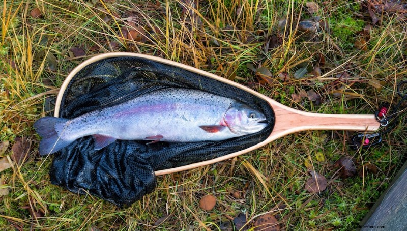 DIY-visvijverbouw:een gids voor homesteaders 