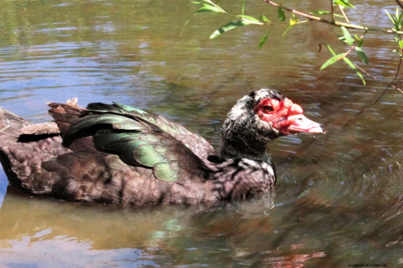 Barbarijse eenden:een complete gids voor het grootbrengen van deze unieke en nuttige vogels 