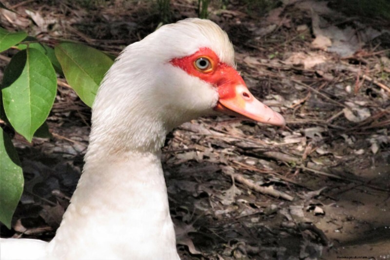 Barbarijse eenden:een complete gids voor het grootbrengen van deze unieke en nuttige vogels 