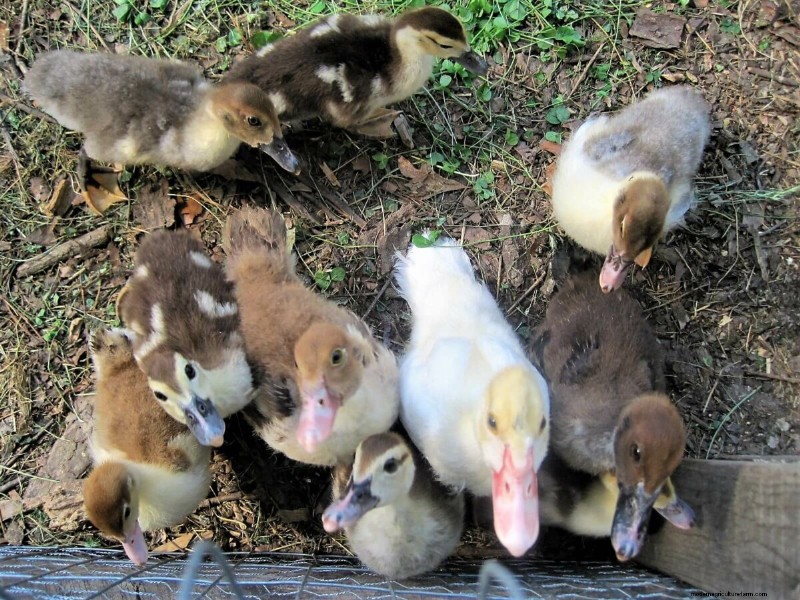 Barbarijse eenden:een complete gids voor het grootbrengen van deze unieke en nuttige vogels 