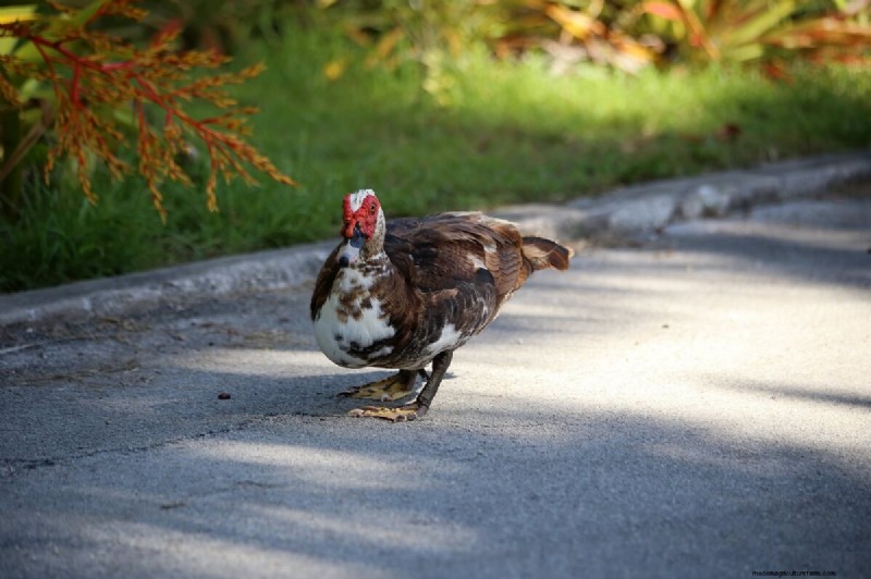 Barbarijse eenden:een complete gids voor het grootbrengen van deze unieke en nuttige vogels 