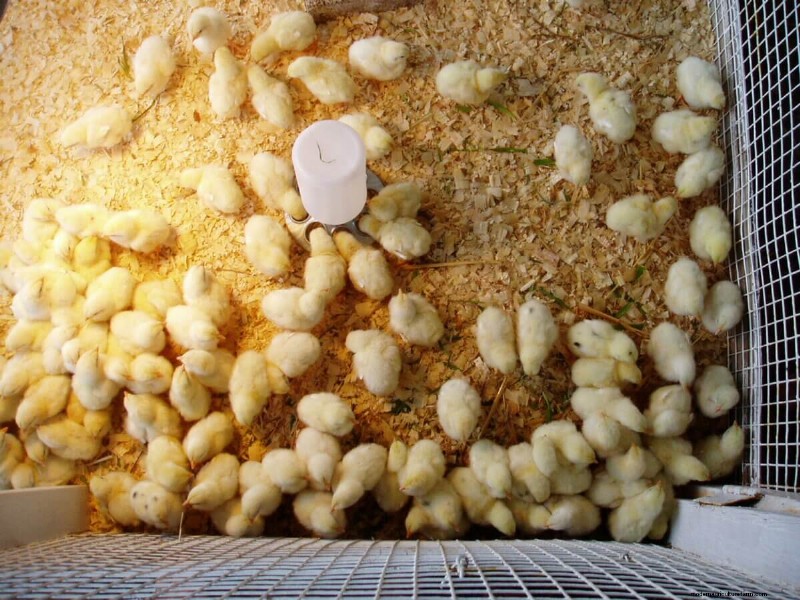 Babykuikens kopen:een beginnershandleiding voor het grootbrengen van kippen in de achtertuin 
