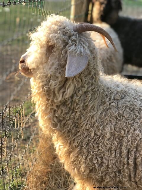 Angora-geiten:een beginnershandleiding voor het opvoeden van mohairvezels 