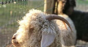 Angora-geiten:een beginnershandleiding voor het opvoeden van mohairvezels 