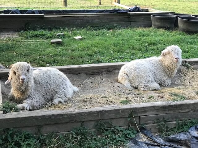 Angora-geiten:een beginnershandleiding voor het opvoeden van mohairvezels 