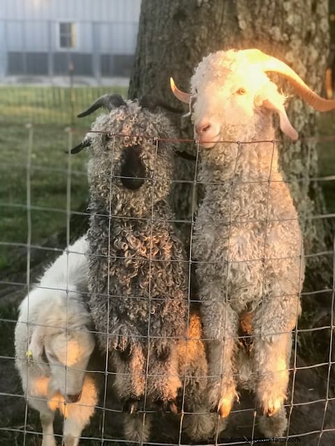 Angora-geiten:een beginnershandleiding voor het opvoeden van mohairvezels 