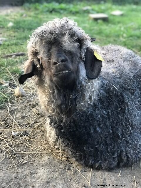 Angora-geiten:een beginnershandleiding voor het opvoeden van mohairvezels 