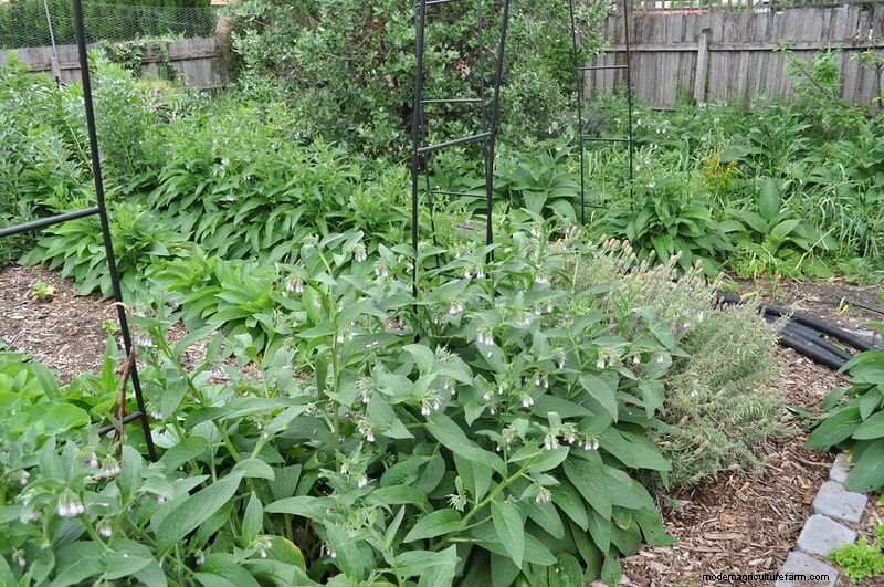 Beste kipvriendelijke planten voor Coop Gardens | Gezonde kippen 