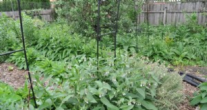 Beste kipvriendelijke planten voor Coop Gardens | Gezonde kippen 