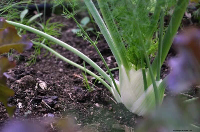 Beste kipvriendelijke planten voor Coop Gardens | Gezonde kippen 