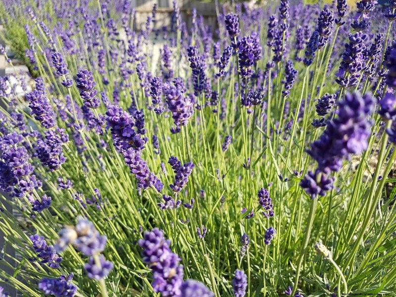 Beste kipvriendelijke planten voor Coop Gardens | Gezonde kippen 