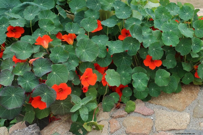 Beste kipvriendelijke planten voor Coop Gardens | Gezonde kippen 