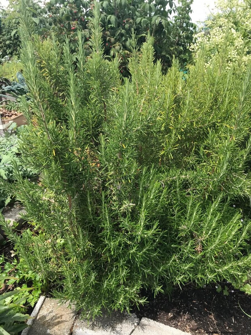 Beste kipvriendelijke planten voor Coop Gardens | Gezonde kippen 