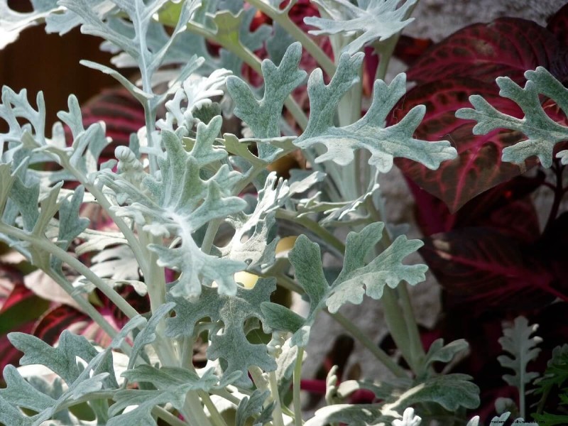Beste kipvriendelijke planten voor Coop Gardens | Gezonde kippen 