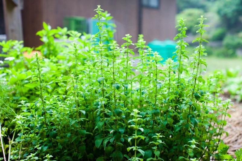 Beste kipvriendelijke planten voor Coop Gardens | Gezonde kippen 