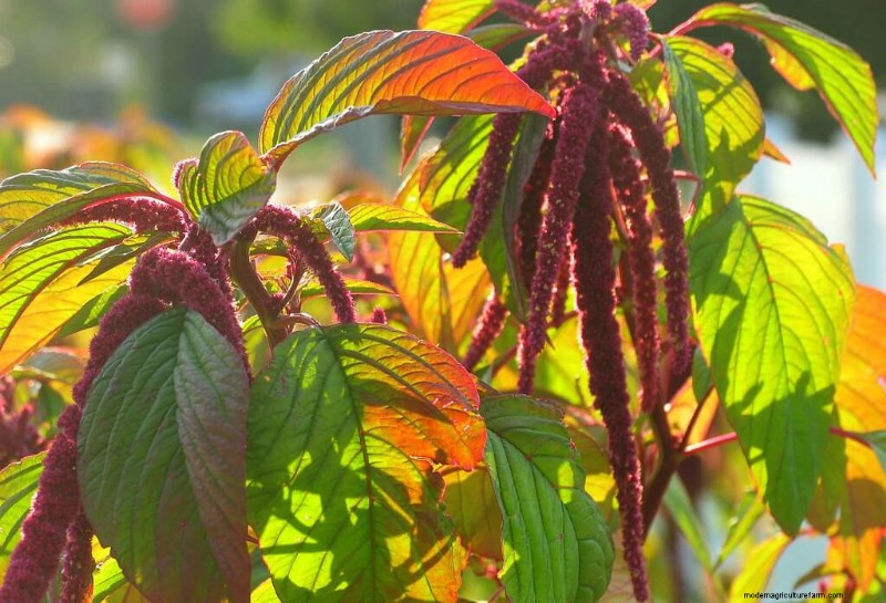 Beste kipvriendelijke planten voor Coop Gardens | Gezonde kippen 