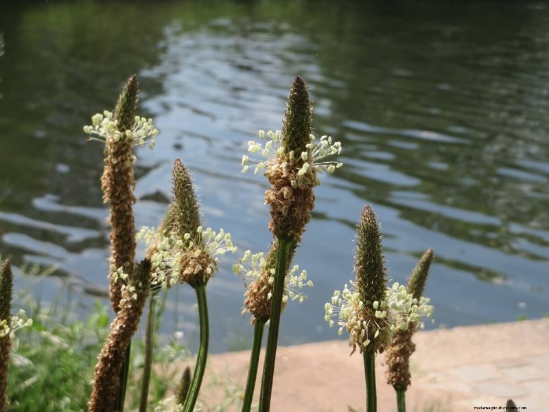 Beste kipvriendelijke planten voor Coop Gardens | Gezonde kippen 