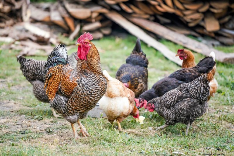 Beste kipvriendelijke planten voor Coop Gardens | Gezonde kippen 