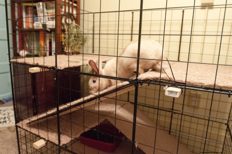 無料のウサギ小屋プラン:あなたのウサギのために安全で快適な家を建てましょう 