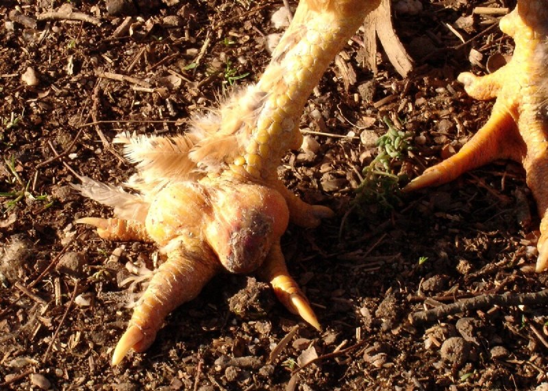 Bumblefoot bij kippen:symptomen, behandeling en preventie 