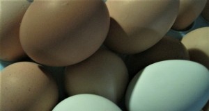 Top 8 eierleggende kippenrassen voor verse, dagelijkse eieren 