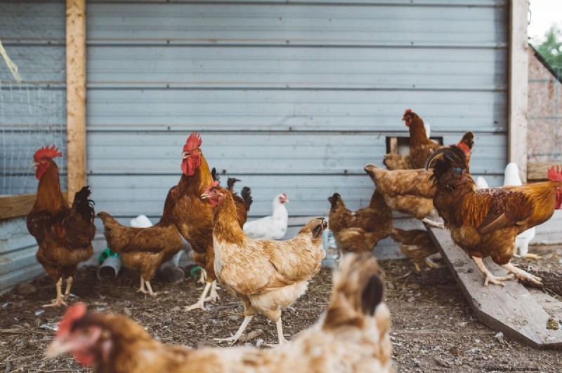 Haansporen begrijpen:doel, typen en management 