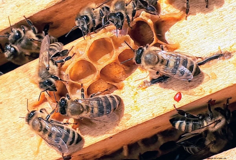 De reis van honing:van bijenkorf tot pot - een natuurlijke zoetheid 