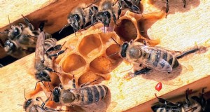 De reis van honing:van bijenkorf tot pot - een natuurlijke zoetheid 