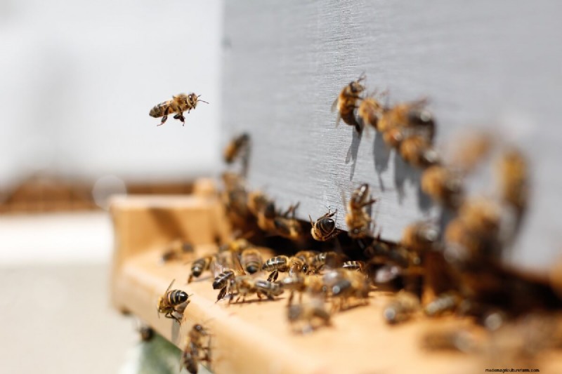 De reis van honing:van bijenkorf tot pot - een natuurlijke zoetheid 