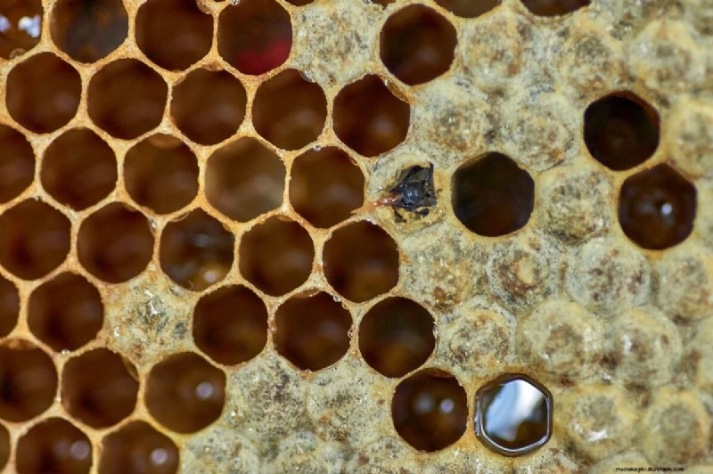 De reis van honing:van bijenkorf tot pot - een natuurlijke zoetheid 