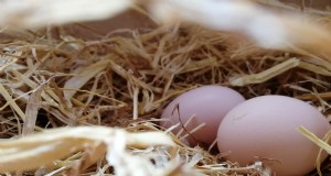 Natuurlijk kippenuitkomen:kuikens grootbrengen zonder broedmachine 