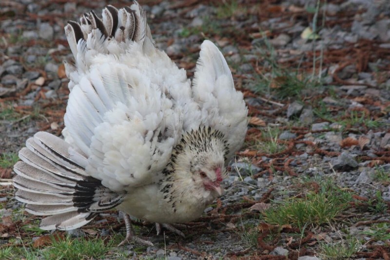 Natuurlijk kippenuitkomen:kuikens grootbrengen zonder broedmachine 