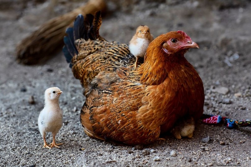 Natuurlijk kippenuitkomen:kuikens grootbrengen zonder broedmachine 