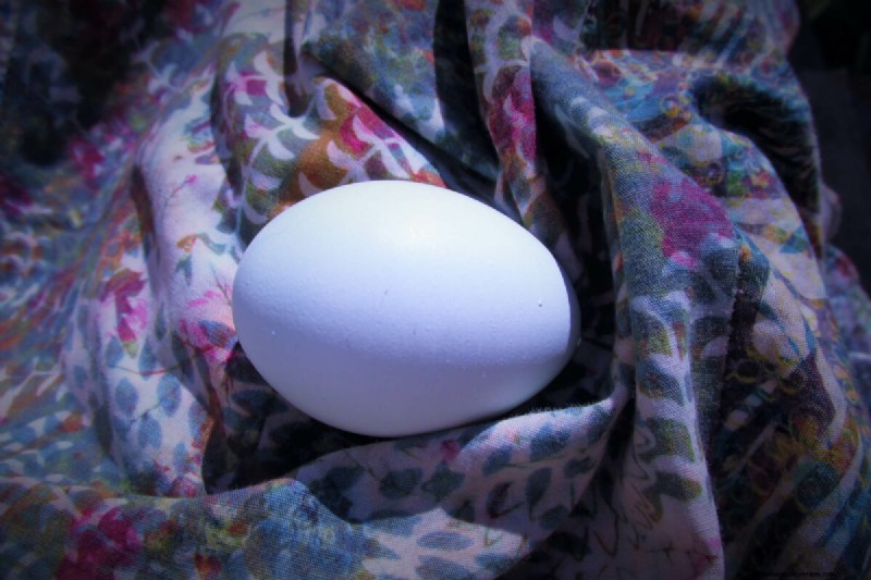 Blue Egg-kippenrassen:een beginnershandleiding 