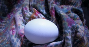 Blue Egg-kippenrassen:een beginnershandleiding 