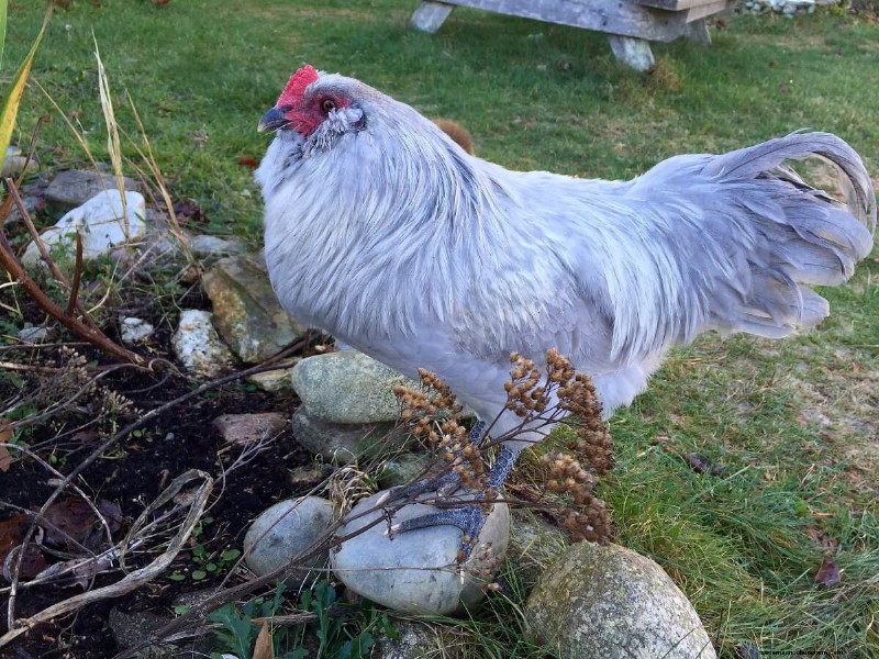 Blue Egg-kippenrassen:een beginnershandleiding 