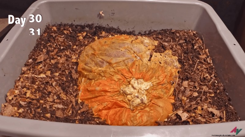 Timelapse voor pompoencompostering:100 seconden magie voor vermicompostering 
