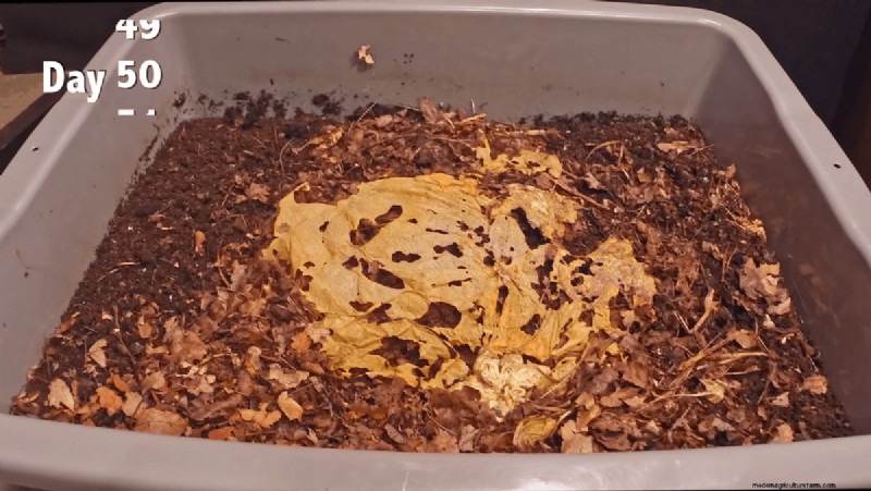 Timelapse voor pompoencompostering:100 seconden magie voor vermicompostering 