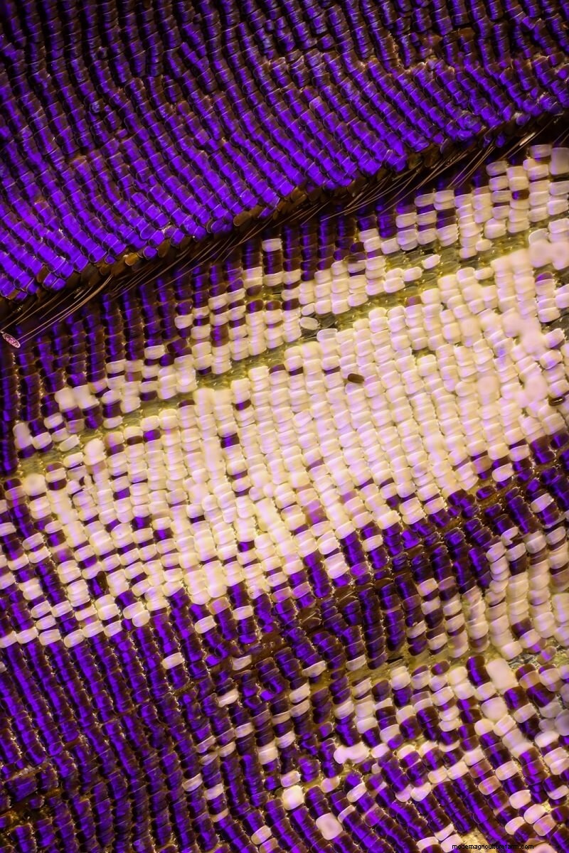 Verbluffende microscopische afbeeldingen van vlindervleugels door Chris Perani 