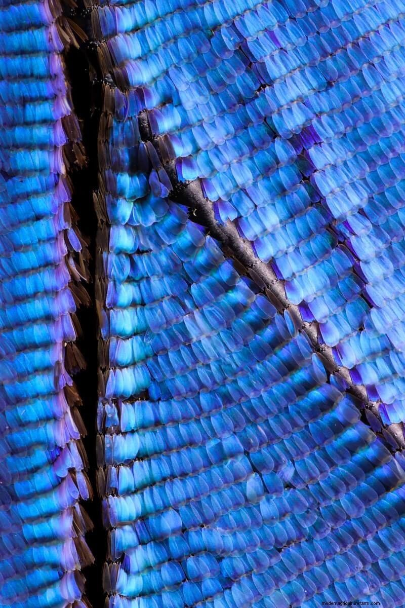 Verbluffende microscopische afbeeldingen van vlindervleugels door Chris Perani 