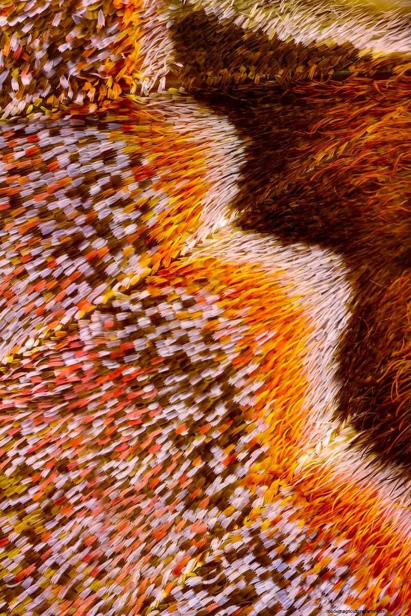 Verbluffende microscopische afbeeldingen van vlindervleugels door Chris Perani 