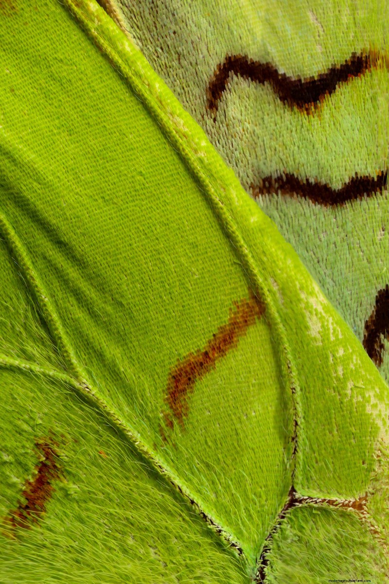 Verbluffende microscopische afbeeldingen van vlindervleugels door Chris Perani 